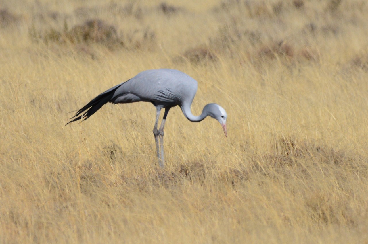 Anthropoides paradiseus